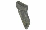 Partial Megalodon Tooth - South Carolina #272561-1